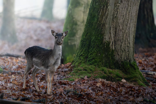 Damwild Kalb im Wald